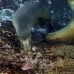 lion_sea_galapagos_cou_v_0278_ecu1391.jpg